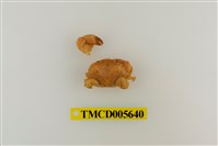 藏品(細巧皺蟹)的圖片